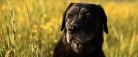 Fransk hjerteorm fundet hos hunde i Nordjylland