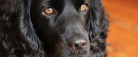 Politi: Bil med hund i stjålet fra p-plads i Aalborg