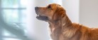Sådan hjælper du din hund trygt gennem nytårsaften
