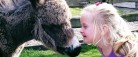 Farm Fun – 30 år med dyr