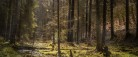Dronninglund Storskov udbudt til salg for 195 mio. kroner