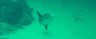 To nye klumpfisk flytter ind hos Nordsøen Oceanarium