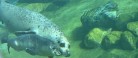 Lille sælunge er kommet til verden på Nordsøen Oceanarium