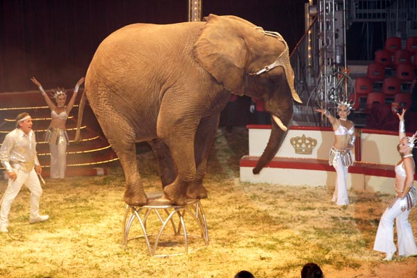 Elefant2_600x400