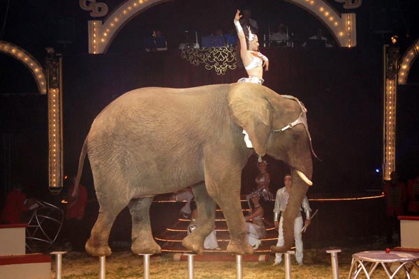 Elefant4_600x400