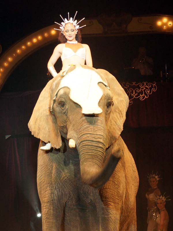 Elefant5_600x800