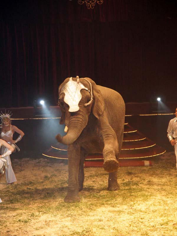 Elefant_600x800