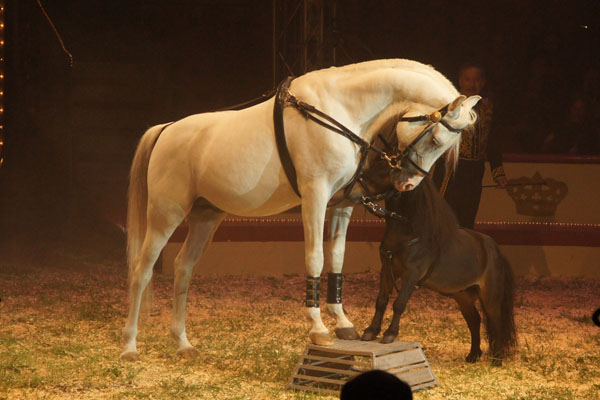 Hest_600x400
