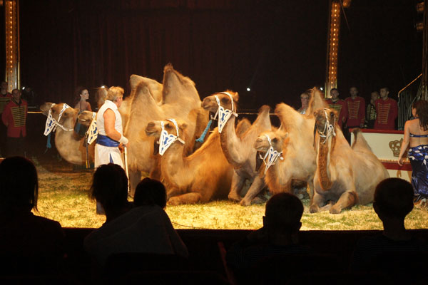 Kamel_600x400