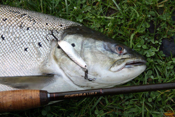Solvfisk_600x400