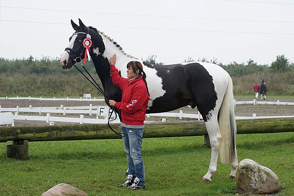Hingstedag_Viborg_pinto_Armani_600x400