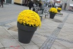 IMG_4488 copy