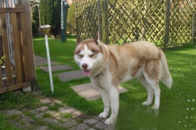 066. balto im garten