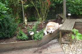 balto im hochbeet