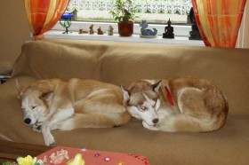 kira und balto auf dem