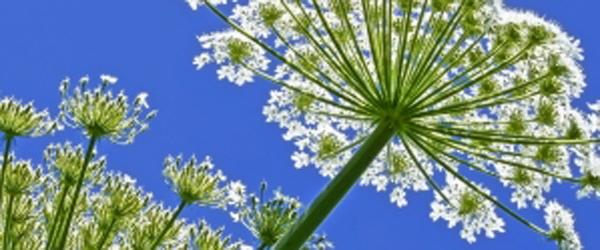 Giant inflorescences of Hogweed plant against blue sky. Latin name: heracleum sphondyl Alle har pligt til at bekæmpe<br> frygtet kæmpe-bjørneklo