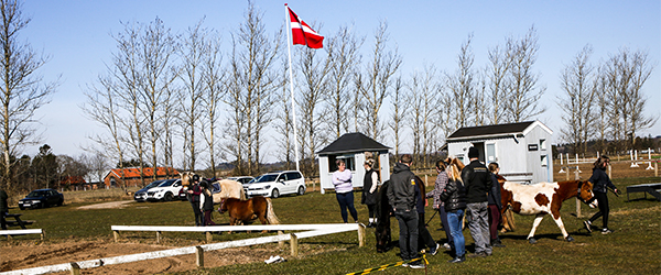 Traditionen tro var der åbent hus i Skæve Rideklub Traditionen tro var der åbent hus i Skæve Rideklub