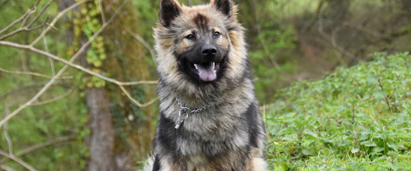 Pas på din hund: Nu starter sæsonen for pollenallergi Pas på din hund: Nu starter sæsonen for pollenallergi