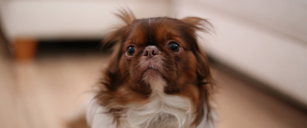 Dyrlægens anbefalinger: Sådan hjælper du din hund gennem nytårsaften Dyrlægens anbefalinger: Sådan hjælper du din hund gennem nytårsaften