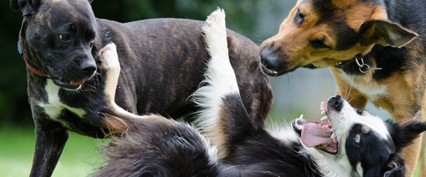 Mange danskere oplever utryghed ved løse hunde Mange danskere oplever utryghed ved løse hunde