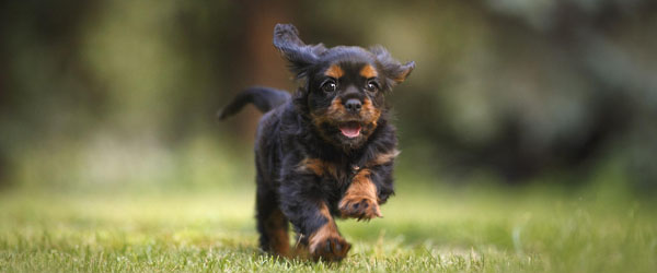 De 10 største sommerfarer for din hund De 10 største sommerfarer for din hund