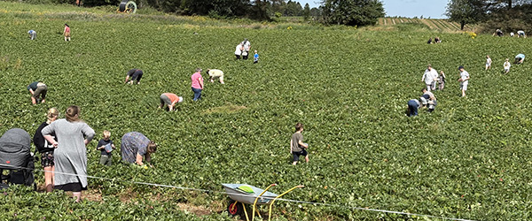 Endnu få dage til selvpluk af jordbær Endnu få dage til selvpluk af jordbær