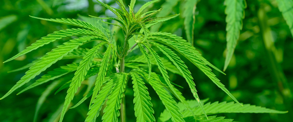 Illustrationsfoto. Cannabisplanter fundet