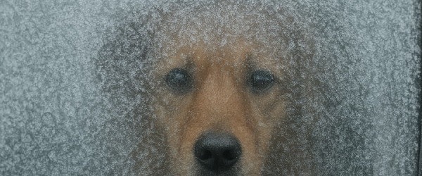 Efterlad aldrig din hund i en kold bil